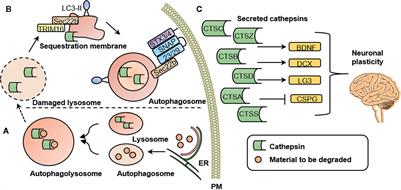 The Role of Cathepsins in Memory Functions and the Pathophysiology of Psychiatric Disorders